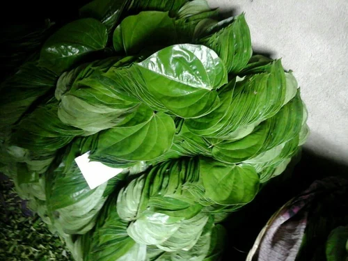 Banarasi Paan Leaves (Betel Leaves)